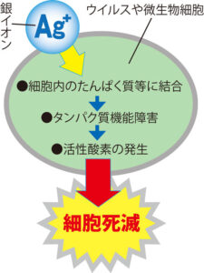 銀イオンの抗菌効果